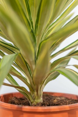 Palm Yucca Elephantipes Jewel Struik 60-80 Pot Palm / Yucca Elephantipes Jewel struik 60-80 cm