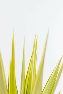 Palm Yucca Elephantipes Jewel Struik 60-80 Pot Palm / Yucca Elephantipes Jewel struik 60-80 cm