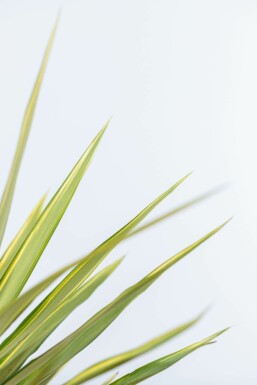 Palm Yucca Elephantipes Jewel Struik 60-80 Pot Palm / Yucca Elephantipes Jewel struik 60-80 cm