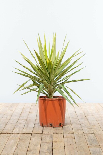 Palm / Yucca Elephantipes Jewel struik 80-100 cm