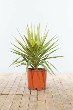 Palm Yucca Elephantipes Jewel Struik 80-100 Pot Palm / Yucca Elephantipes Jewel struik 80-100 cm