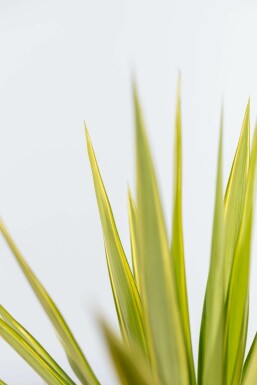 Palm / Yucca Elephantipes Jewel struik 80-100 cm