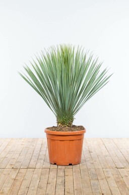 Palm Yucca Rostrata Op stam Stamhoogte 30-40 Hoogte 125-150 Pot