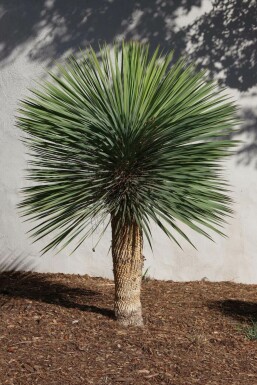 Palm / Yucca Rostrata op stam 125-150 cm