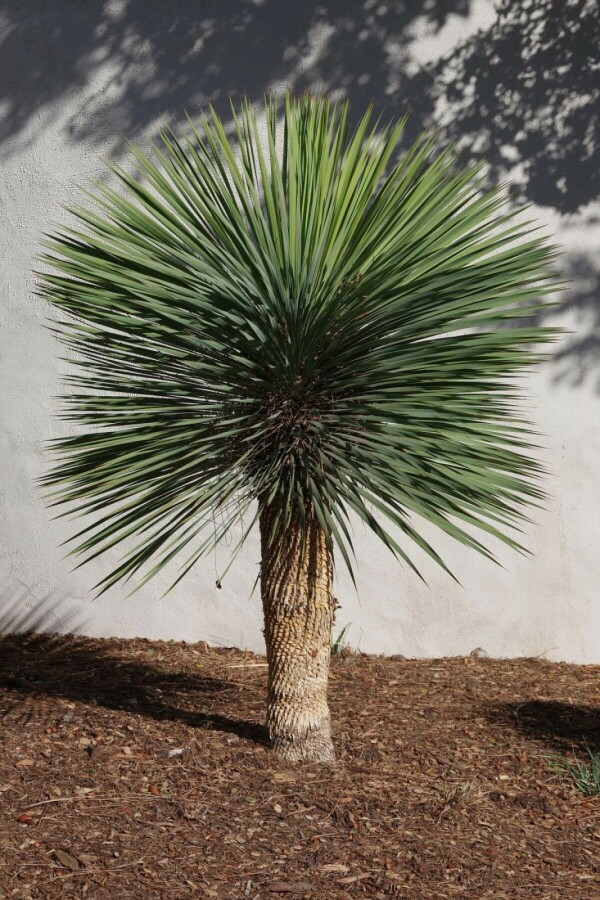 Palm Yucca Rostrata Op stam Stamhoogte 40-50 Hoogte 125-150 Pot Palm / Yucca Rostrata op stam 125-150 cm