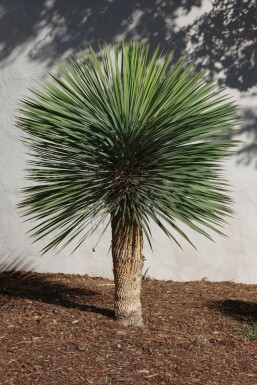 Palm Yucca Rostrata Op stam Stamhoogte 50-60 Hoogte 125-150 Pot