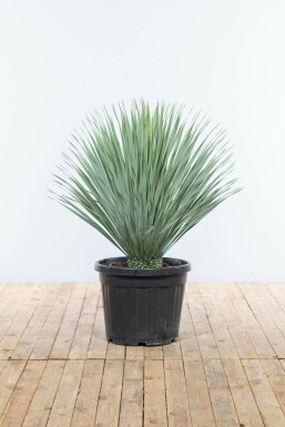 Palm / Yucca Rostrata struik 100-125 cm