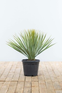 Palm Yucca Rostrata Struik 40-60 Pot Palm / Yucca Rostrata struik 40-60 cm