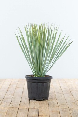 Palm / Yucca Rostrata struik 60-80 cm