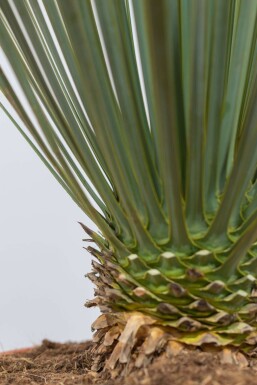 Palm / Yucca Rostrata struik 60-80 cm