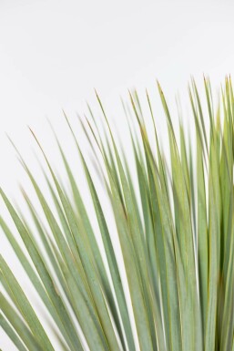 Palm Yucca Rostrata Struik 60-80 Pot