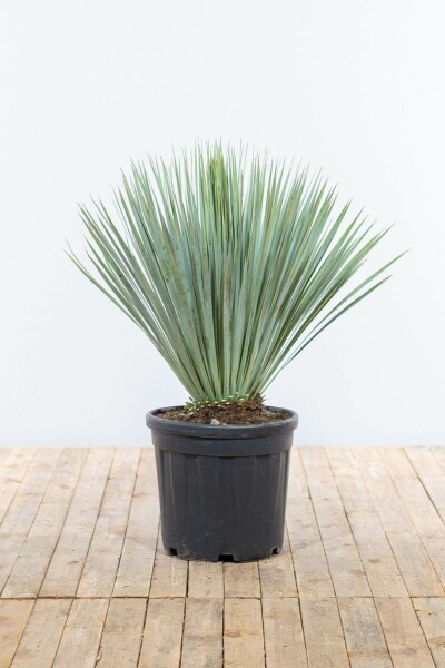 Palm / Yucca Rostrata struik 80-100 cm