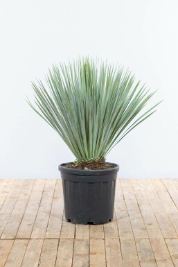 Palm Yucca Rostrata Struik 80-100 Pot Palm / Yucca Rostrata struik 80-100 cm