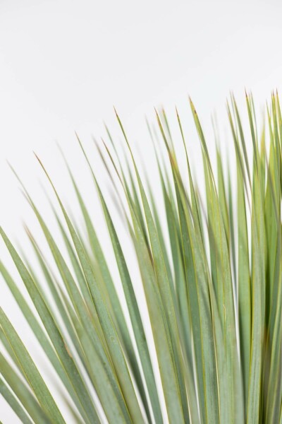 Palm / Yucca Rostrata struik