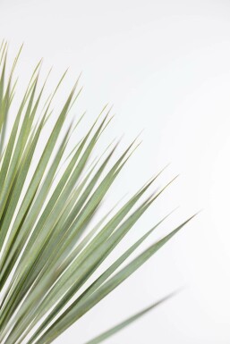 Palm / Yucca Rostrata struik 80-100 cm