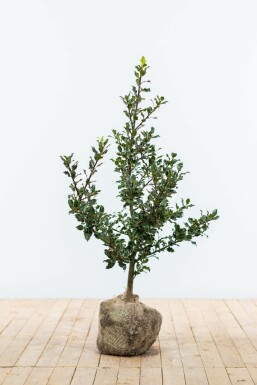 Hulst Ilex Aquifolium Haag 60-80 Kluit