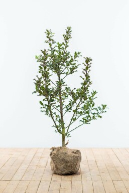 Hulst / Ilex Aquifolium 80-100 cm