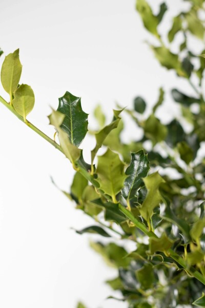 Hulst / Ilex Aquifolium 80-100 cm