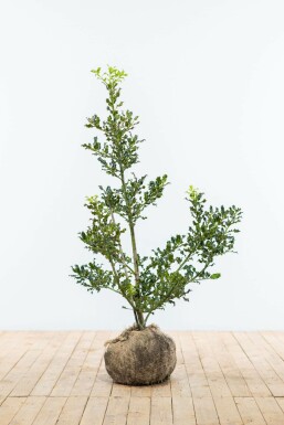 Hulst / Ilex Aquifolium 100-125 cm
