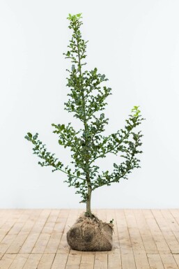 Hulst / Ilex Aquifolium 125-150 cm