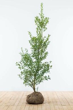 Hulst / Ilex Aquifolium 150-175 cm