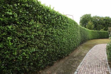 Hulst / Ilex Aquifolium 150-175 cm