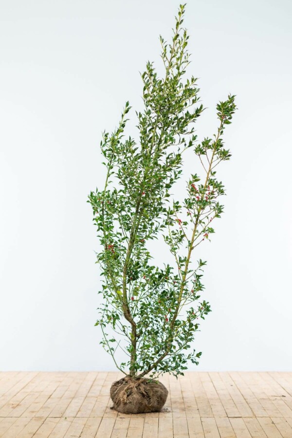 Hulst / Ilex Aquifolium