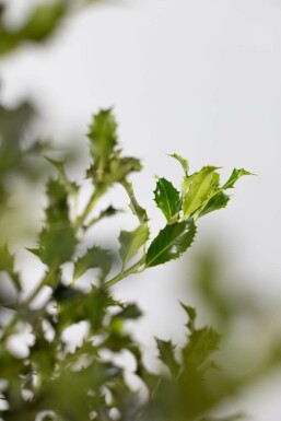 Hulst / Ilex Aquifolium Alaska 60-80 cm