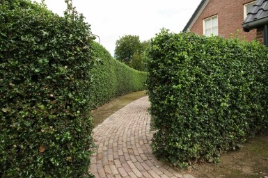 Hulst / Ilex Aquifolium Alaska 60-80 cm