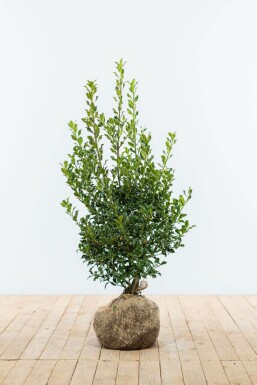 Hulst / Ilex Aquifolium Alaska 80-100 cm