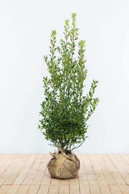 Hulst / Ilex Aquifolium Alaska 100-125 cm