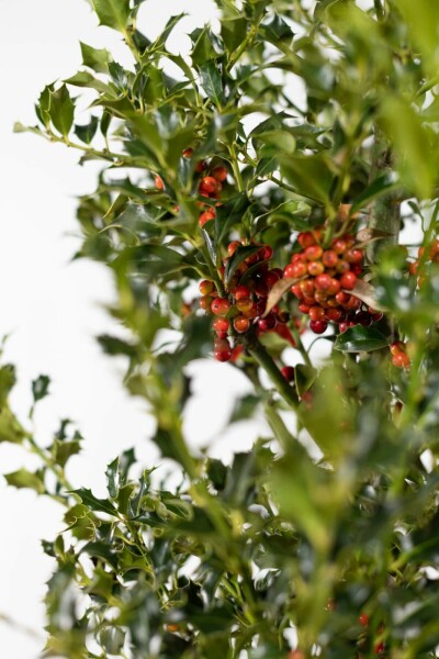 Hulst / Ilex Aquifolium Alaska 100-125 cm