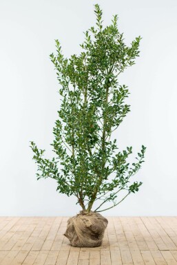 Hulst / Ilex Aquifolium Alaska 125-150 cm