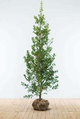 Hulst / Ilex Aquifolium Alaska 150-175 cm