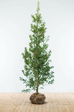 Hulst Ilex Aquifolium Alaska Haag 150-175 Kluit