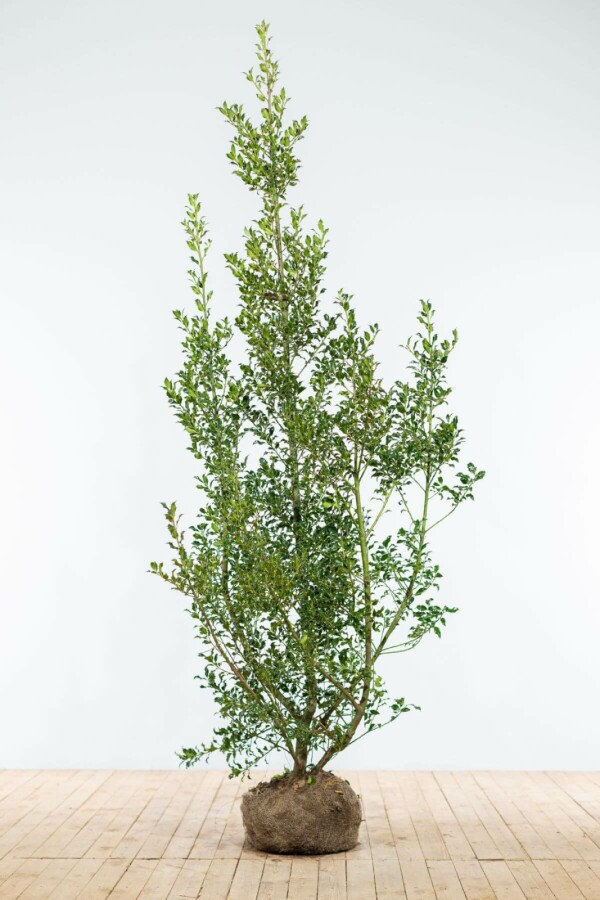 Hulst / Ilex Aquifolium Alaska
