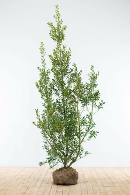 Hulst / Ilex Aquifolium Alaska 175-200 cm