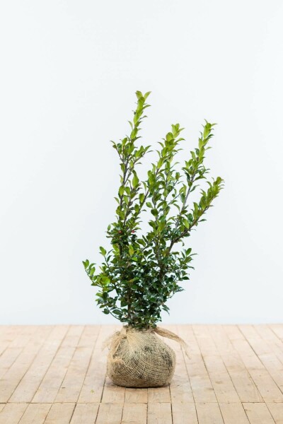 Hulst / Ilex Meserveae Blue Maid 60-80 cm