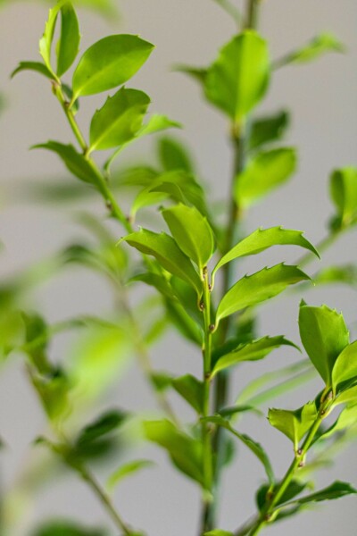 Hulst / Ilex Meserveae Blue Maid 60-80 cm