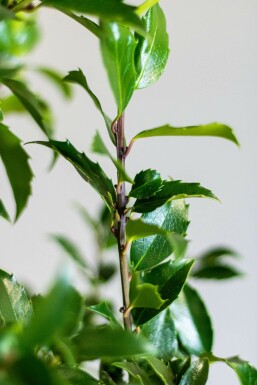Hulst / Ilex Meserveae Blue Maid 60-80 cm
