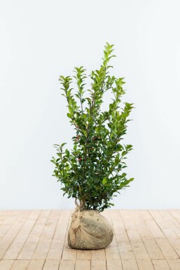 Hulst Ilex meserveae Blue Maid Haag 80-100 Kluit