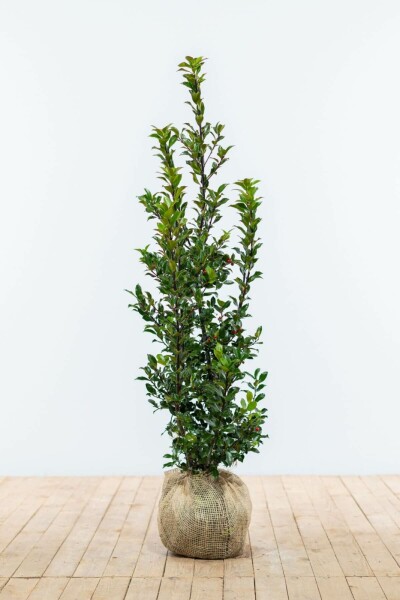 Hulst / Ilex Meserveae Blue Maid 100-125 cm