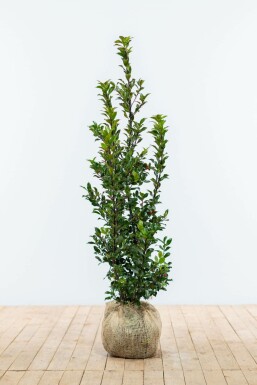 Hulst / Ilex Meserveae Blue Maid