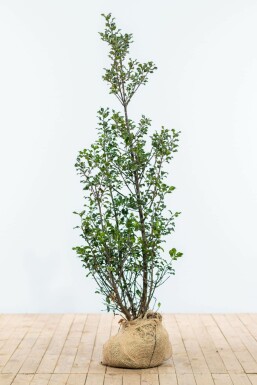 Hulst / Ilex Meserveae Blue Maid