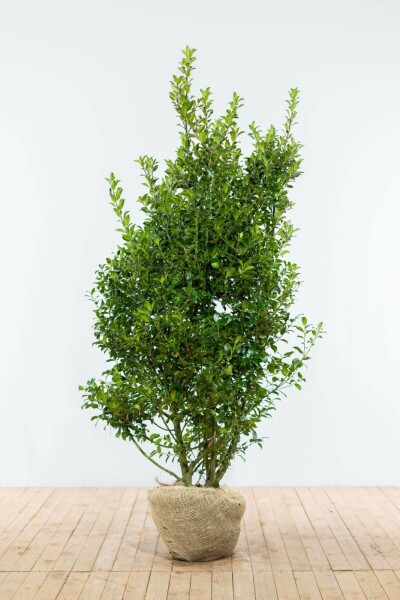 Hulst / Ilex Meserveae Blue Maid 150-175 cm