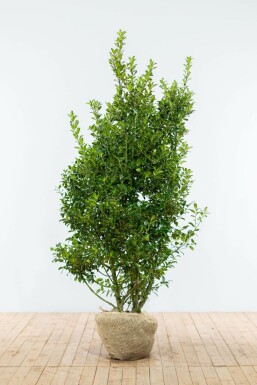 Hulst / Ilex Meserveae Blue Maid