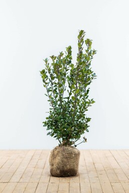 Hulst Ilex meserveae Blue Prince Haag 60-80 Kluit Hulst / Ilex Meserveae Blue Prince 60-80 cm
