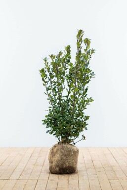 Hulst Ilex meserveae Blue Prince Haag 60-80 Kluit