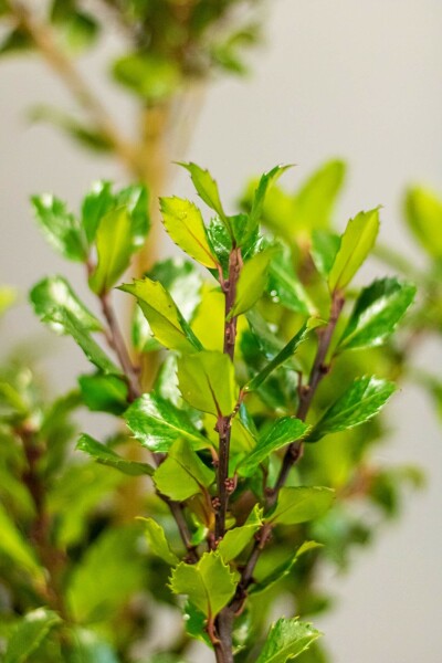 Hulst Ilex meserveae Blue Prince Haag 60-80 Kluit Hulst / Ilex Meserveae Blue Prince 60-80 cm