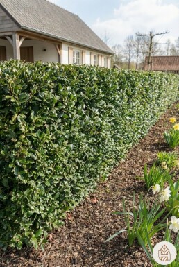 Hulst / Ilex Meserveae Blue Prince 80-100 cm